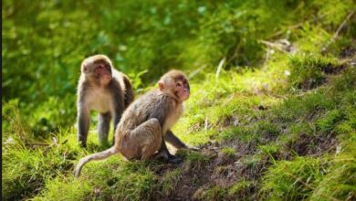 Photo of Pria Tua India ini Tewas Dilempari Batu oleh Kawanan Kera
