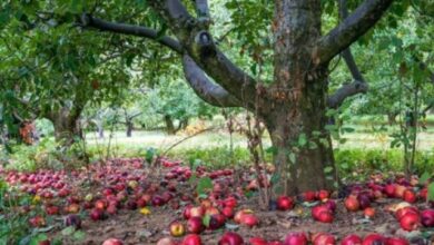 Photo of Bolehkah Mengambil Buah yang Jatuh, jika Pemilik Tak Pernah Memungutnya?