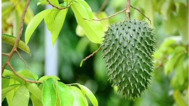 Photo of Manfaat Daun Sirsak Tak Hanya Mencegah Kanker