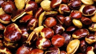 Photo of 3 Manfaat Jengkol Bagi Kesehatan yang Harus Diketahui, asal Jangan Terlalu Banyak 