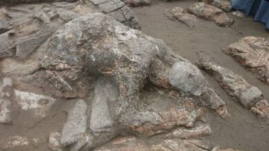 Photo of Cerita Malin Kundang Fakta atau Fiksi?