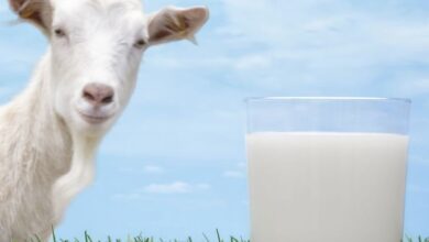 Photo of Manfaat Susu Kambing bagi Kesehatan Tubuh Anda
