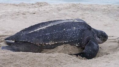 Photo of 31 Penyu Raksasa di Raja Ampat Hasilkan 3.706 Telur