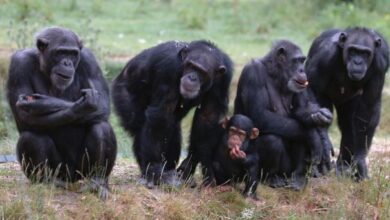 Photo of Gaya Komunikasi Simpanse Memiliki Kesamaan dengan Manusia