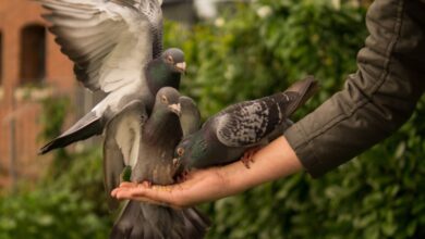 Photo of Asal Usul Mengirim Pesan Menggunakan Burung Merpati