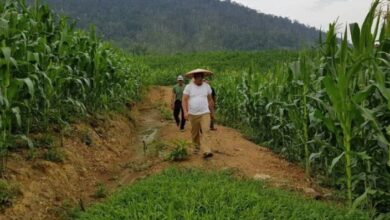 Photo of Bupati Konawe Utara Bertekad Jadikan Lumbung Jagung di Sultra