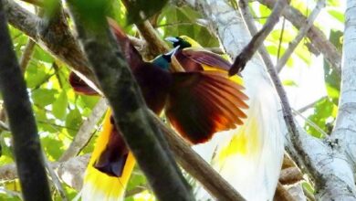 Photo of Mengintip Cendrawasih Bersolek di Pedalaman Tambrauw Papua Barat