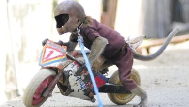 Photo of Razia Topeng Monyet, JAAN dan Pemprov DKI Amankan Pelaku Usaha