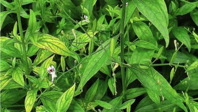 Photo of Manfaat Daun Sambiloto Untuk Kesehatan