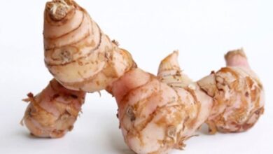 Photo of Khasiat Lengkuas, dari Mencegah Kanker hingga Kurangi Demam