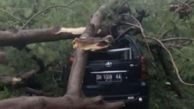 Photo of Akibat Angin Kencang di Kupang, Mobil Tertimpa Pohon Tumbang