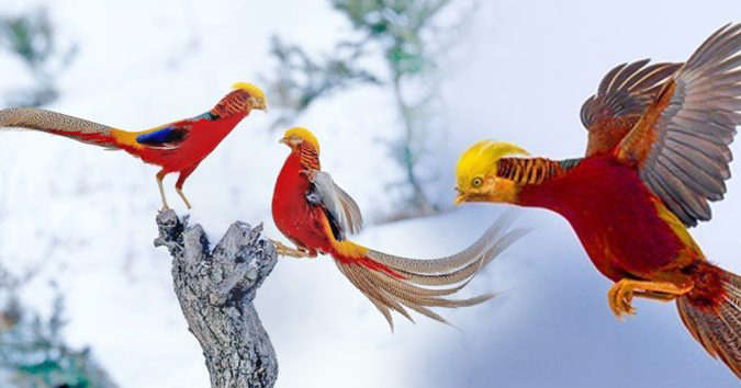 Cerita Dibalik Burung  Phoenix  Yang Melegenda Abadikini com