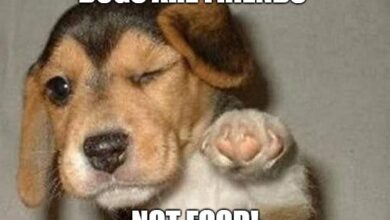 Photo of Tidak Hanya di Indonesia, Anda Perlu Tahu Tradisi Konsumsi Daging Anjing di Berbagai Negara