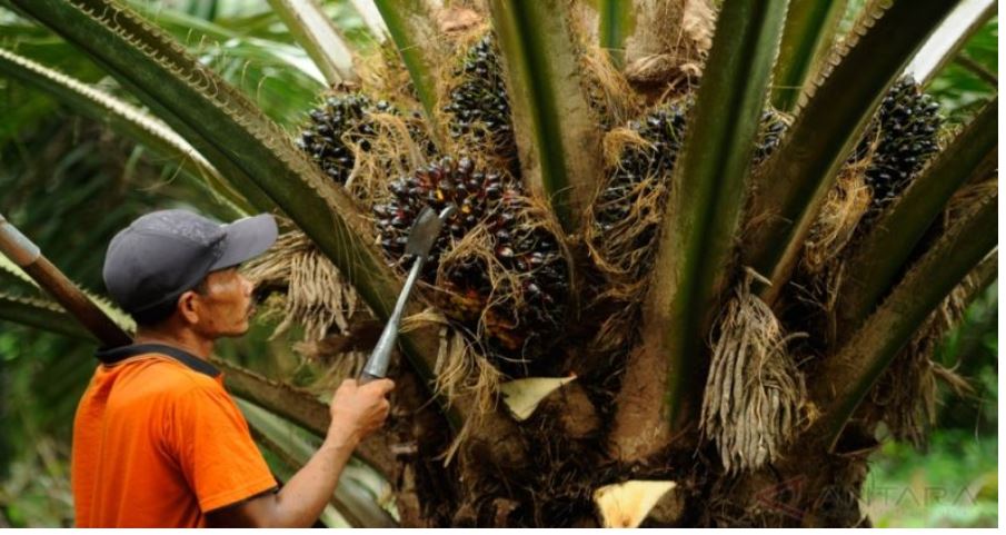 RI Resmi Gugat Uni Eropa Soal Sawit