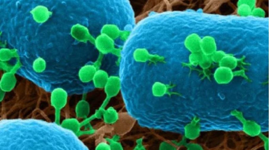 Атакующие клетки. Бактериофаг атакует бактерию. Бактериофаг под микроскопом. Микробы атакуют. Бактериофаг фото.