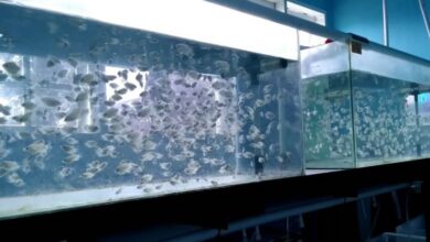 Photo of Teknologi RAS dapat Tingkatkan Benih Ikan Hingga 7 kali Lipat
