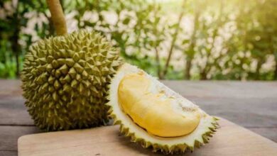 Durian Indonesia