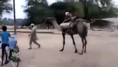 Photo of Unik, Penyemprotan Cairan Disinfektan Lawan Corona Pake Unta