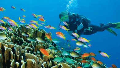 Photo of Pesona Wisata Bahari, Surga Bawah Laut Pulau Banda