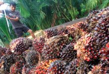 Photo of Pemerintah Dorong Energi Bersih: Bahan Bakar Penerbangan Berbasis Kelapa Sawit Jadi Strategi Hilirisasi Berikutnya