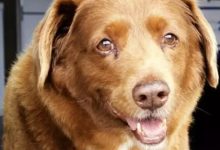 Photo of Pergub Baru DKI: Perdagangan Anjing dan Kucing untuk Konsumsi Resmi Disetop