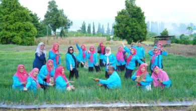 Photo of Lestarikan Varietas Lokal, PKK Kota Tidore Panen Perdana Bawang Merah Topo Hasil Binaan Kelompok Tani